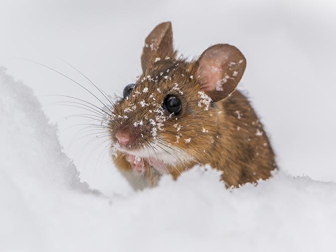 mouse in new jersey crawling across snow