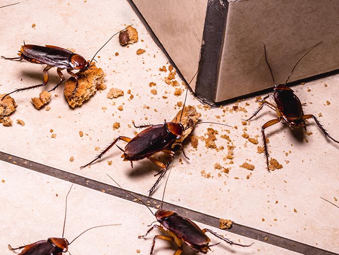 home protected from pests all year round with a professional pest control service