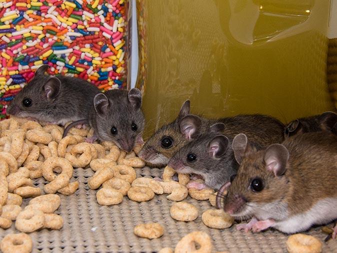 house mice in new jersey eating food in pantry