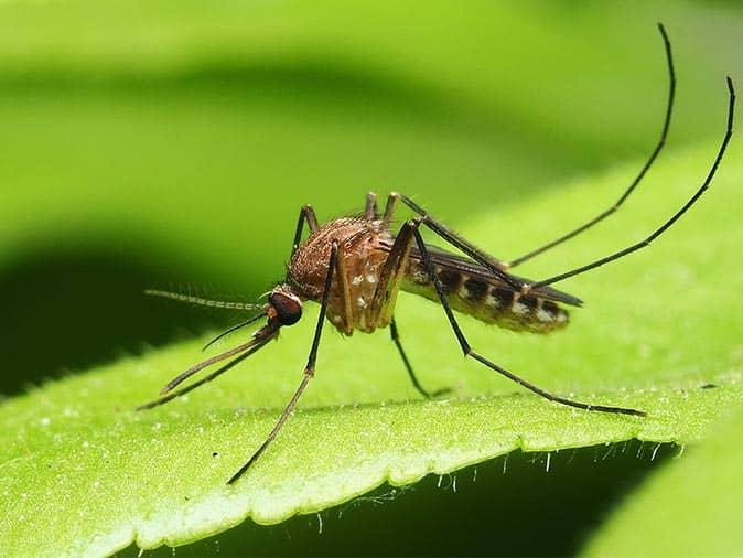 mosquito resting on leaf in mercer county, nj