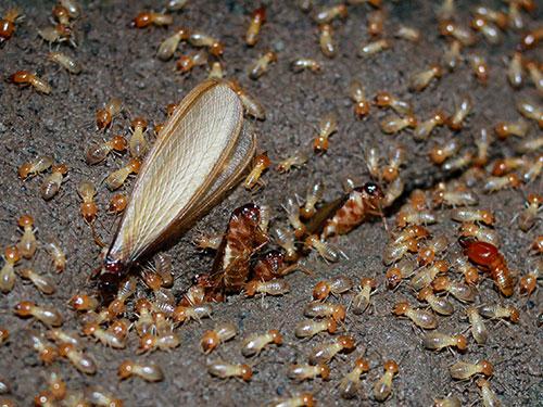 termite infestation on a paramus nj property
