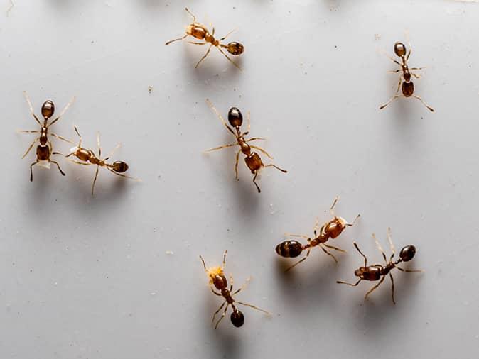 odorous house ants on a kitchen counter in New Jersey