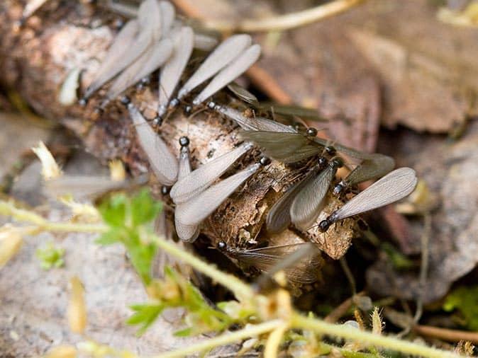 termite swarmers up close