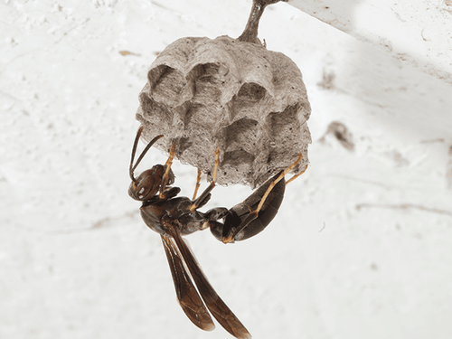 paper wasp nest found in the wall of a millburn nj home