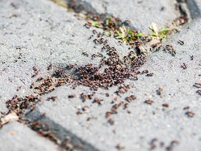 pavement ant crawling on a elizabeth home wall