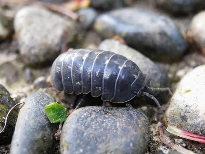 pillbug on a rock outside a new jersey home looking for food