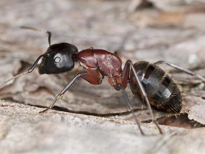 ants infesting a new jersey lawn