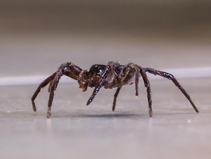 house spider crawling on a new jersey living room floor