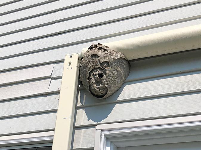 wasp nest on NJ home