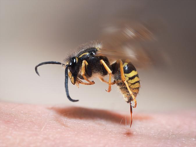 wasp poised to sting a new jersey resident on their arm while outside on a deck