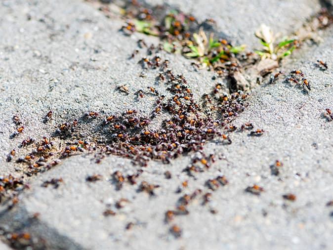 pavement ants outside a new jersey building their colony