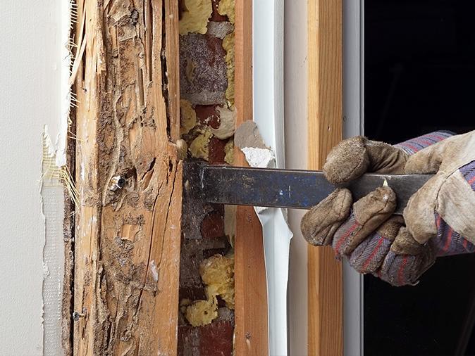 termite damage uncovered in a new jersey home during remodel project