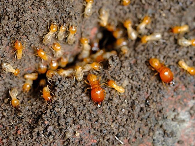 up close look at an active termite colony inside a montclair, nj home