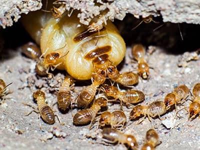 primary termite queen and her workers in new jersey