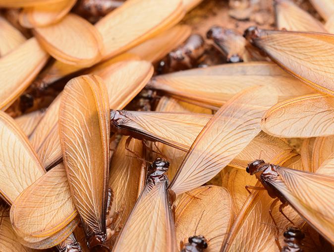 reproductive termites swarming in order to produce