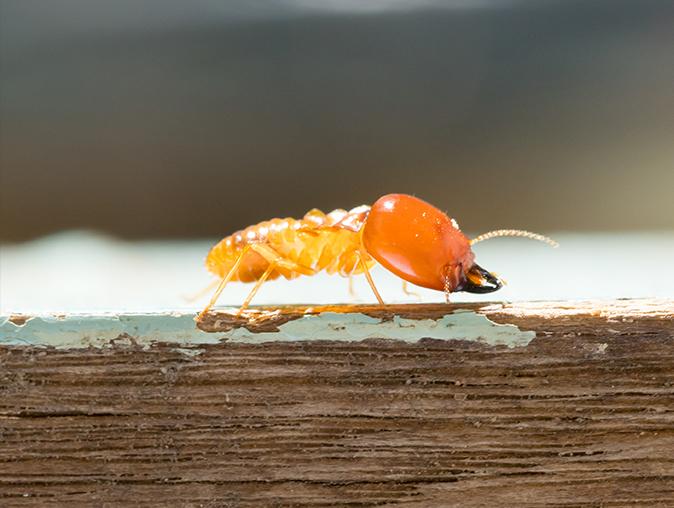 termite eating away at a new jersey home