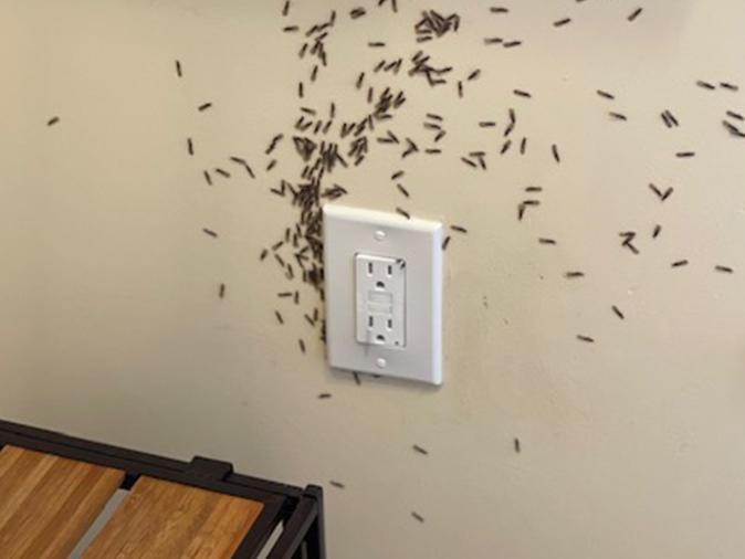 termites coming out of the wall