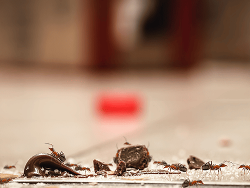 odorous house ants on a kitchen floor in a new jersey home