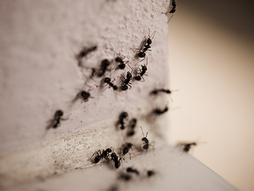 carpenter ant cluster inside a paramus home