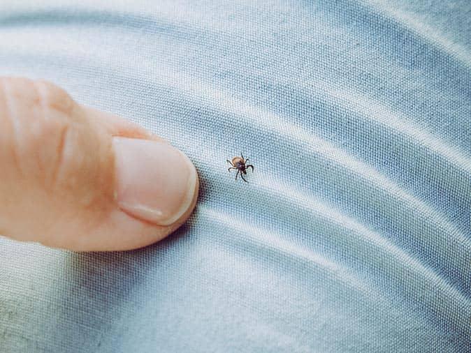 small tick crawling on a new jersey homeowners jeans