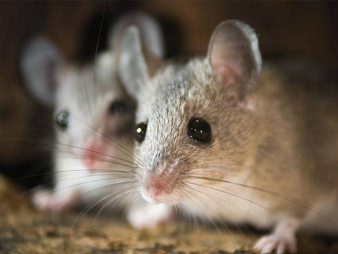 house mice in their nest inside a new jersey garage