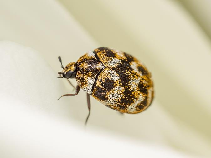 carpet beetle in hazlet, nj home