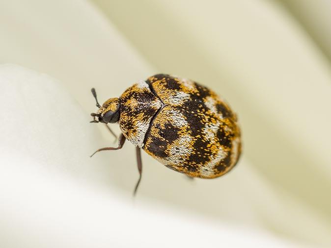 Carpet Beetles - Identification, Threats