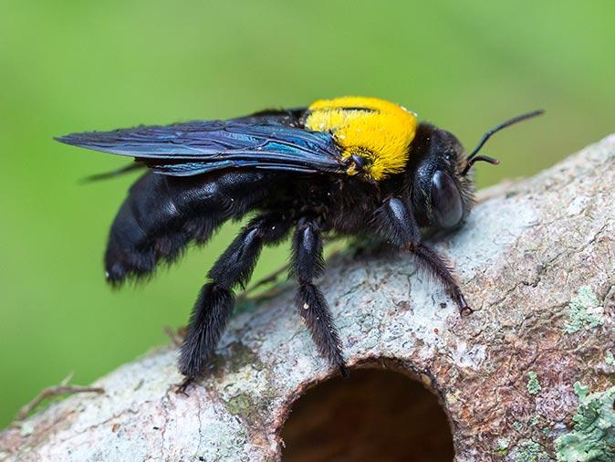 carpenter bee on a tree outside new jersey home