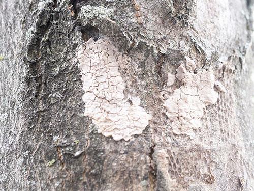 damage from spotted lanternflies on a tree on holmdel nj property