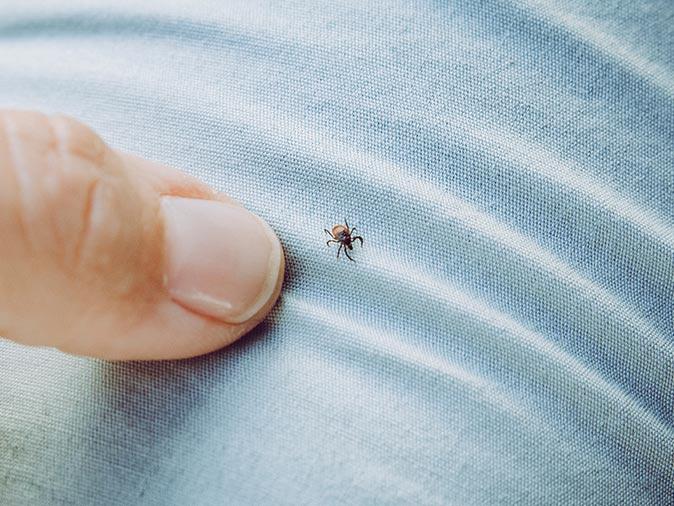 tick on a new jersey's homeowners pants after being in the woods