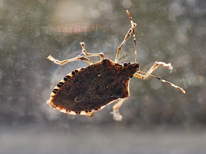 stink bug on a sunny window inside a paramus nj home