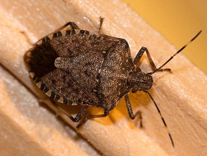 stink bug inside a new jersey home crawling on the wall