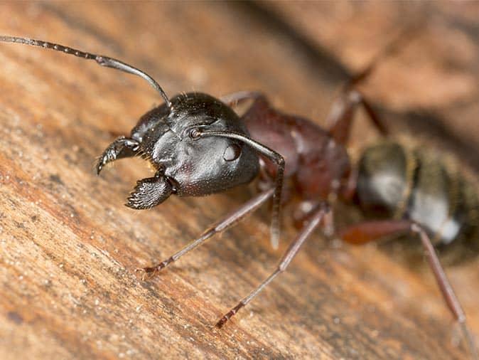 up close of carpenter ant living inside a new jersey home during the winter