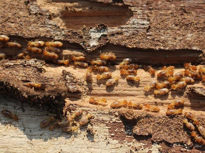 termite damage inside the wall of a new jersey home