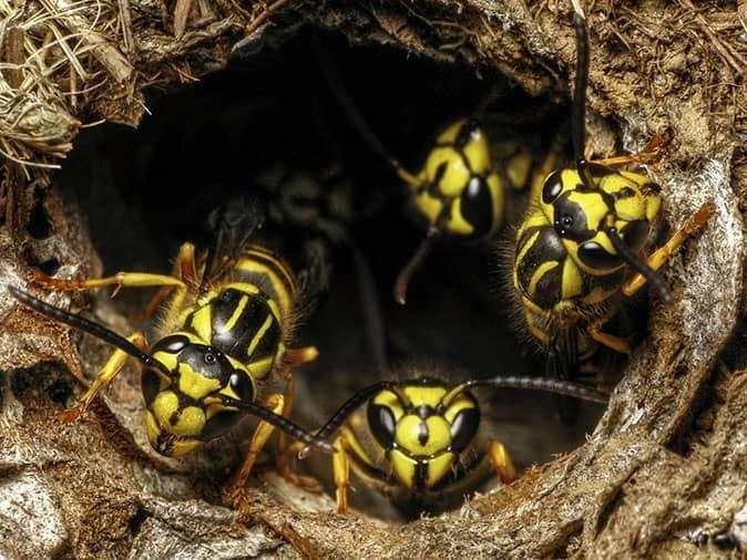 yellow jackets coming out of ground nest
