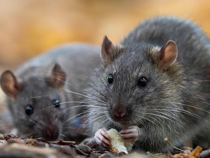 black rats outside a new jersey home looking for food