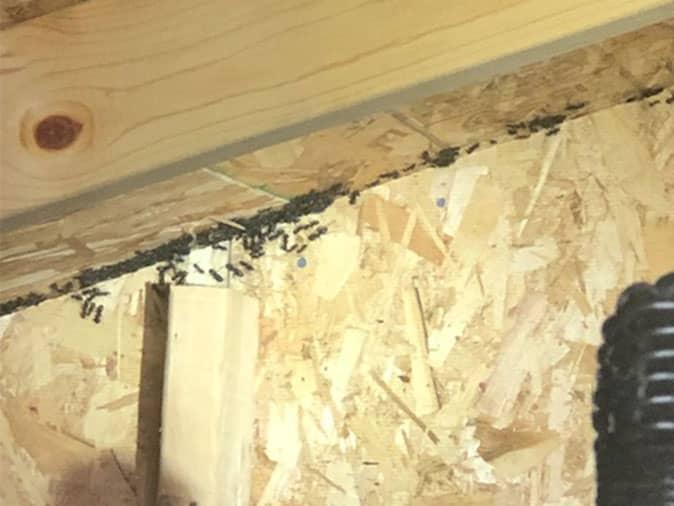 carpenter ants inside a new jersey home