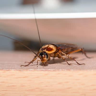 cockroach in a new jersey kitchen