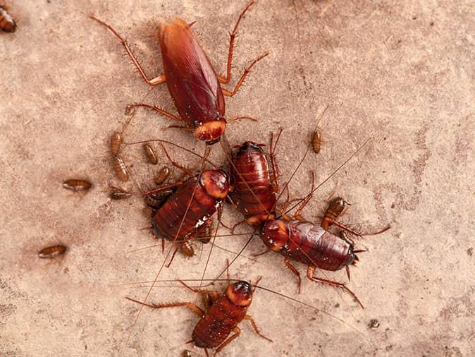 Things To Do When Pests Infest Your Home