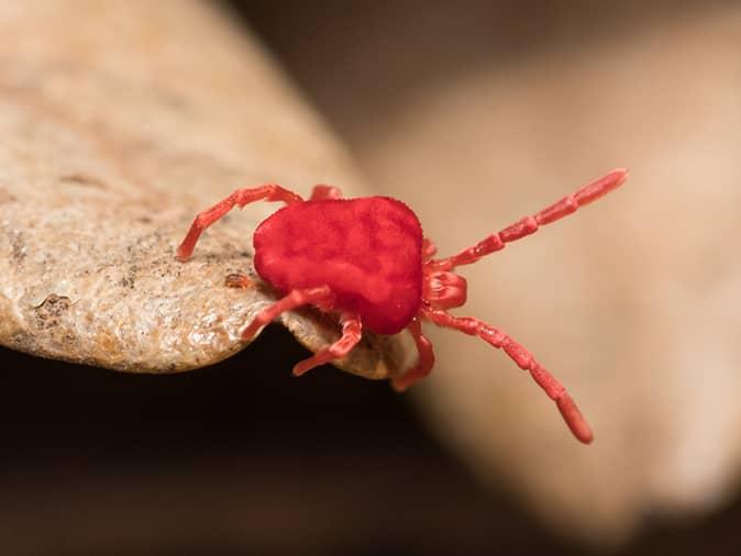 clover mite on a rock outside a new jersey home
