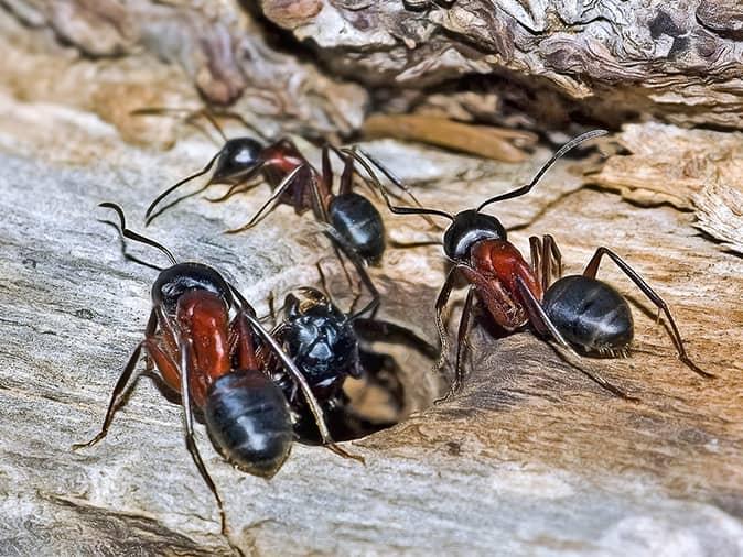 what the inside of a wall looks like when you have a carpenter ant infestation