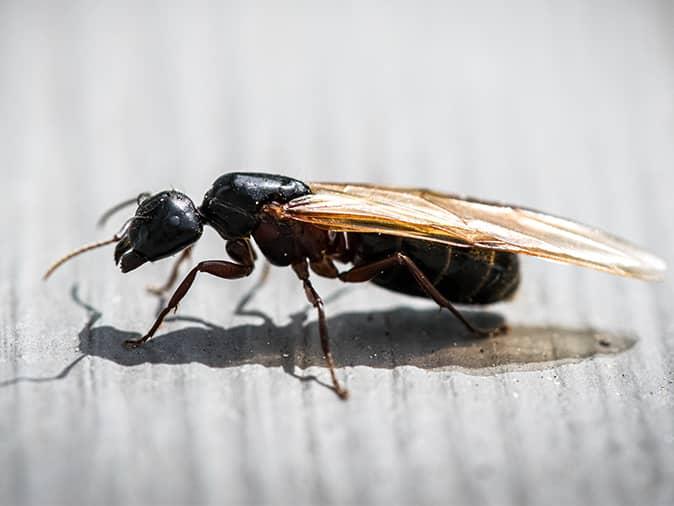 types of winged ants with long stingers