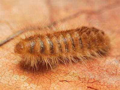 carpet beetle larvae in new jersey home