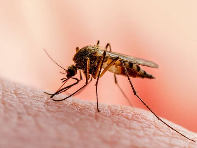 mosquito sucking blood from a new jersey resident on porch