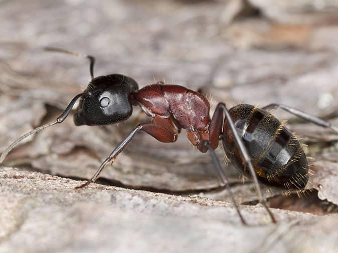 carpenter ant destroying a new jersey homes foundation and framing