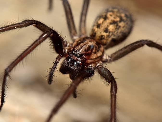 common house spider on a kitchen table in a new jersey dining room