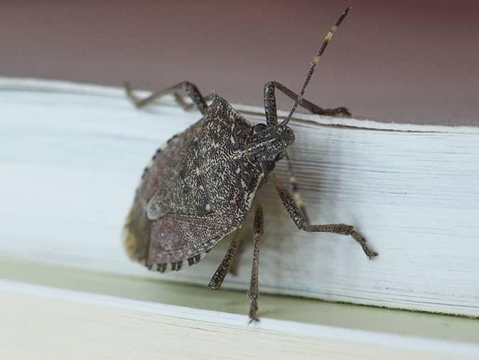 stink bug on the outside of a window looking for a way inside a new jersey home