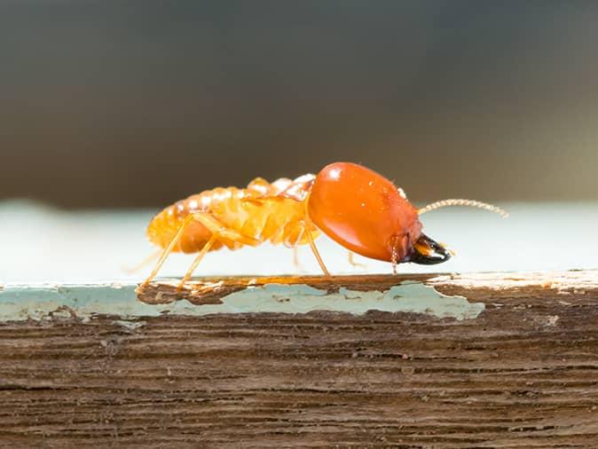 termite on a log outside a new jersey home