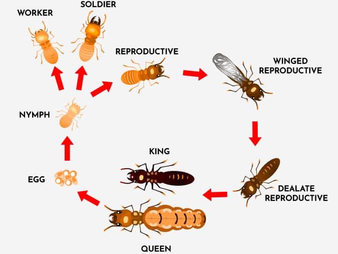 Learn More About The Termite Life Cycle Termite Warning Signs