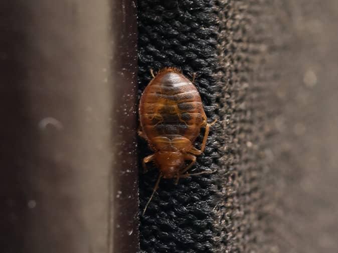bed bug crawling on hotel room headboard